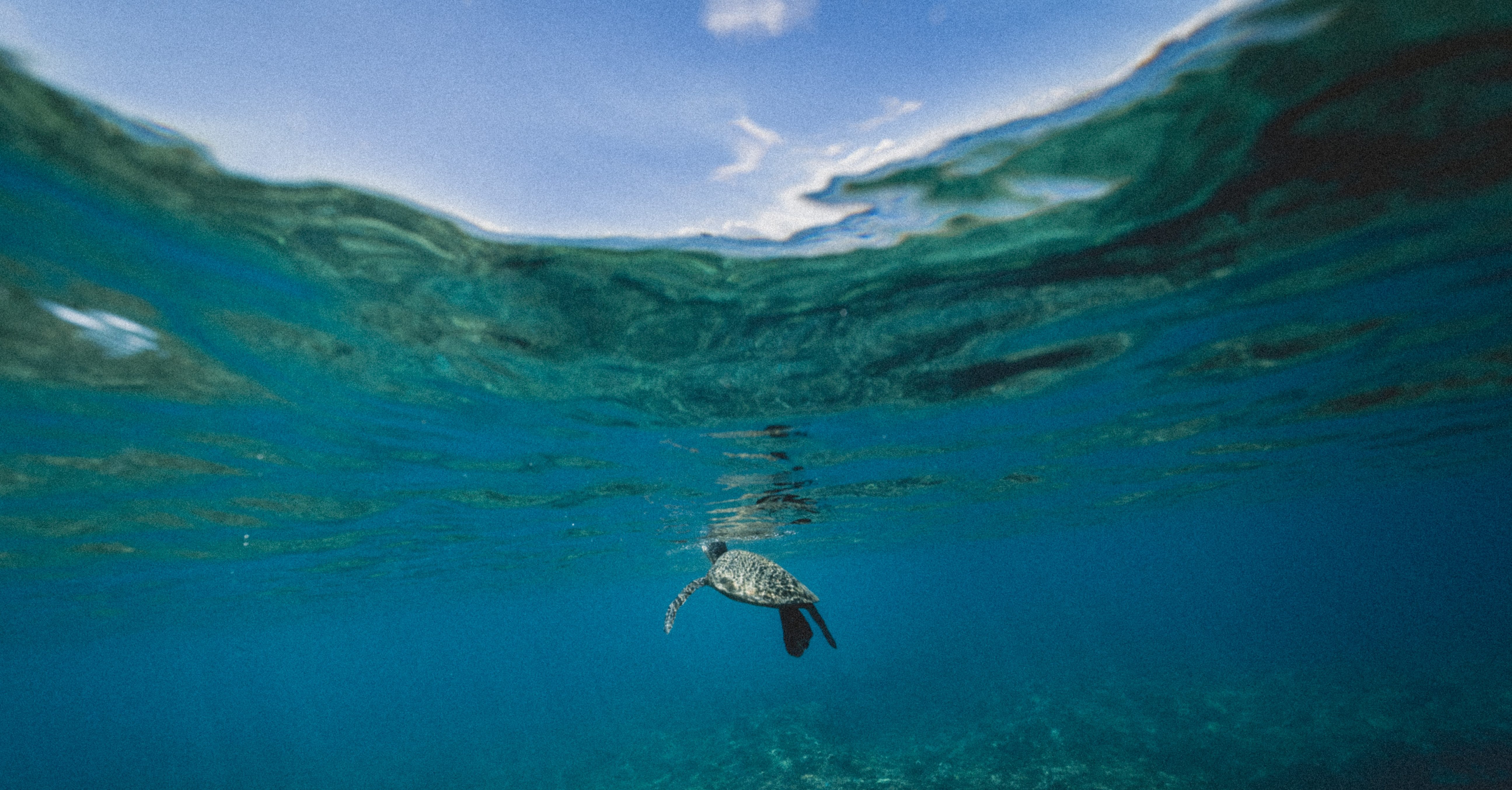 turtle in the ocean