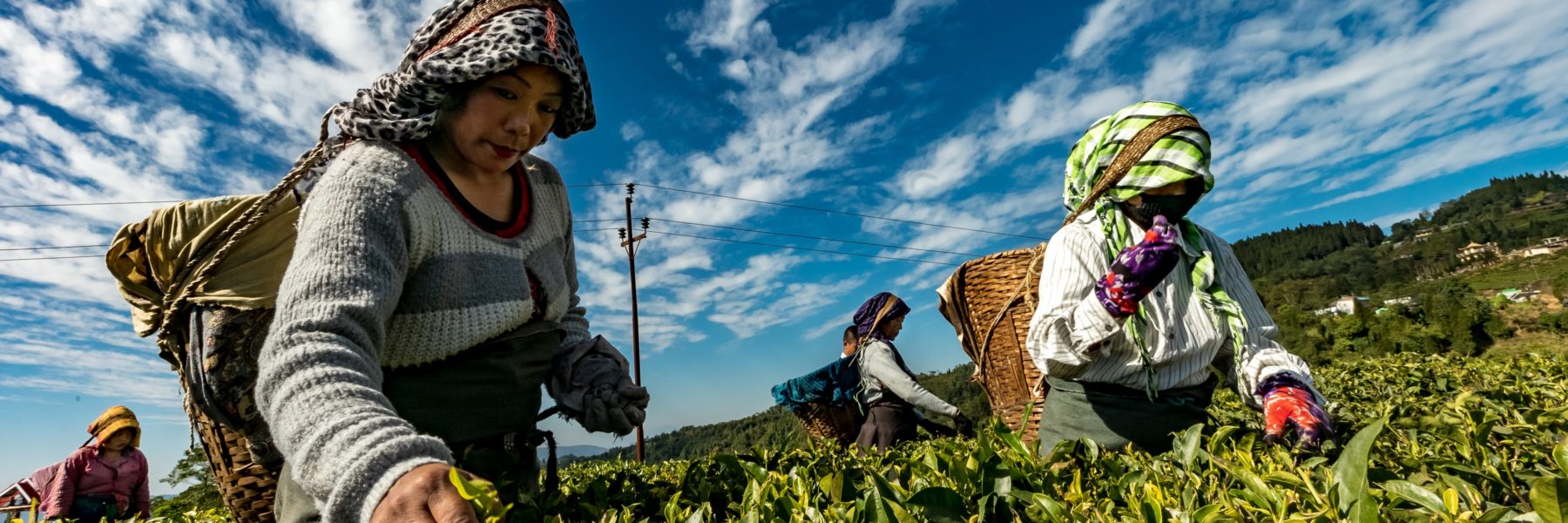 Women farming