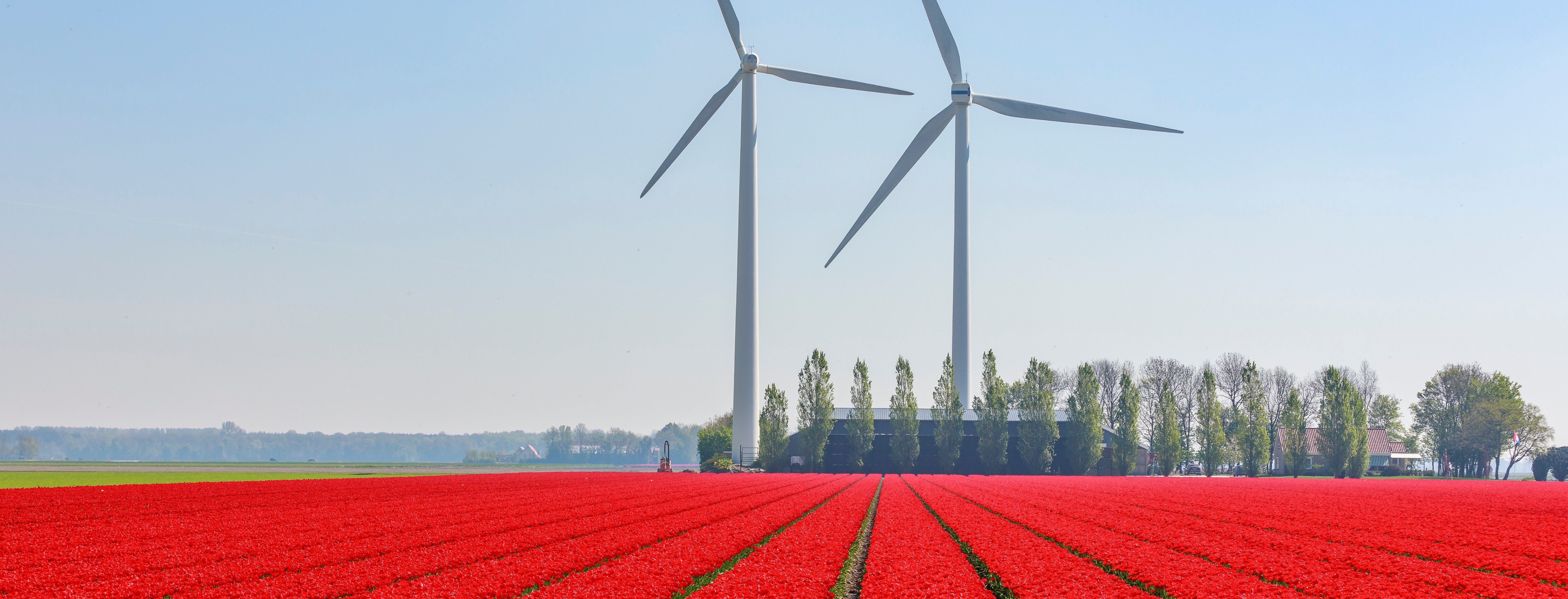 windmill in tulip field